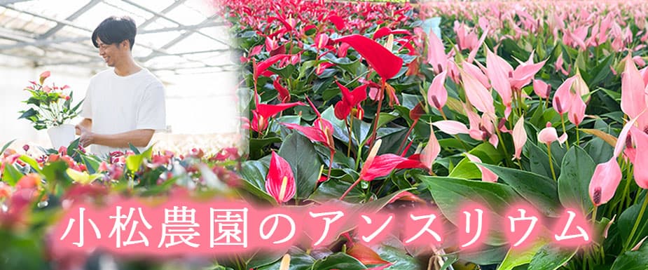 小松農園のアンスリウム