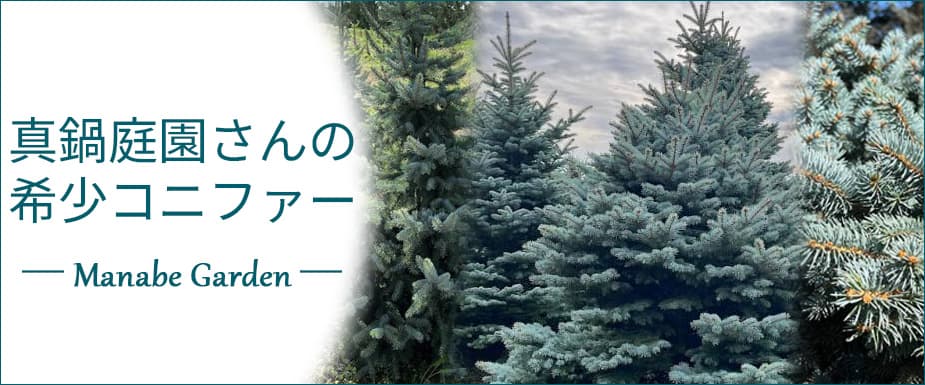 
真鍋庭園さんの希少コニファー