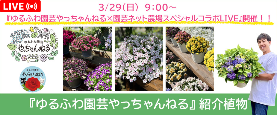 『ゆるふわ園芸やっちゃんねる』紹介植物