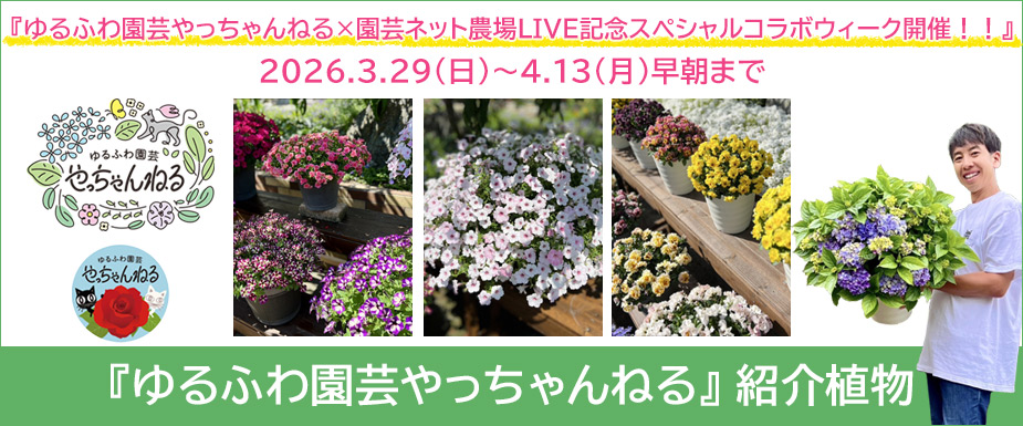 『ゆるふわ園芸やっちゃんねる』紹介植物