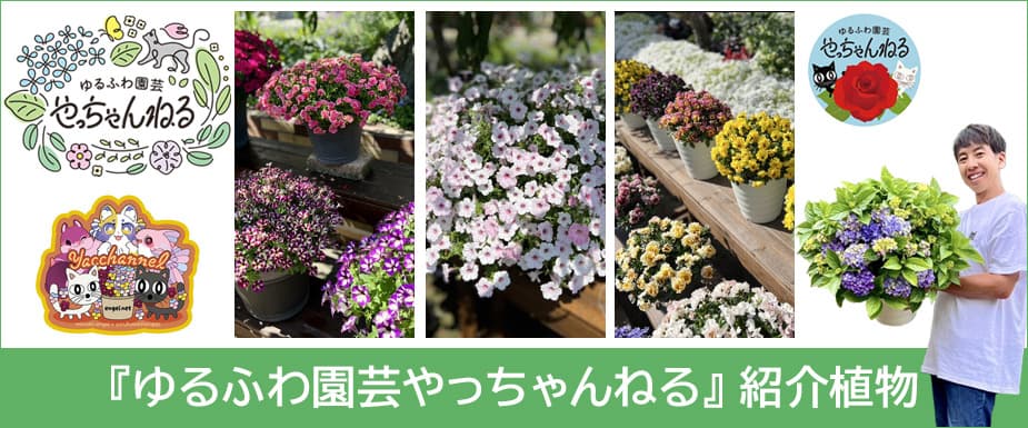 
『ゆるふわ園芸やっちゃんねる』紹介植物