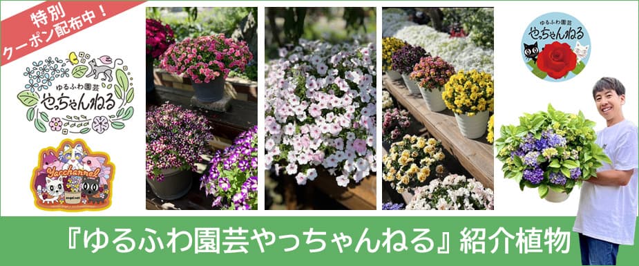 
『ゆるふわ園芸やっちゃんねる』紹介植物