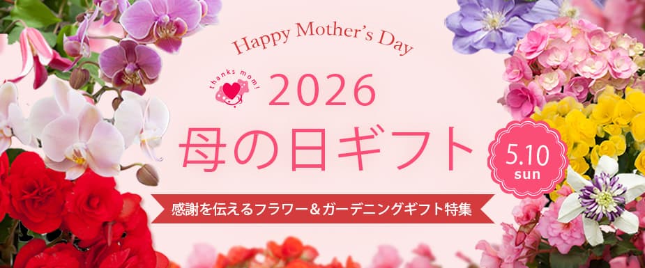 母の日ギフト予約