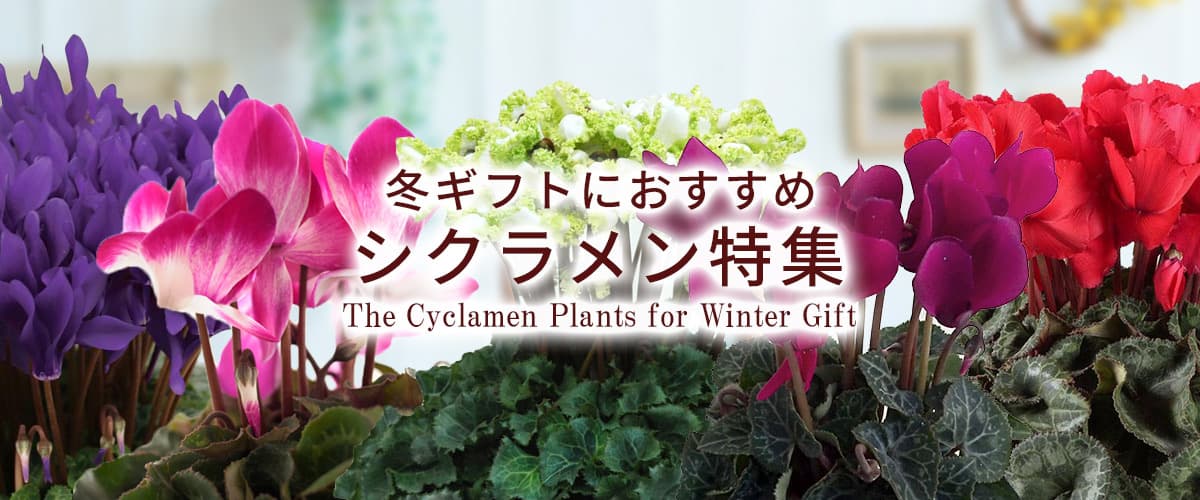 
シクラメン特集  