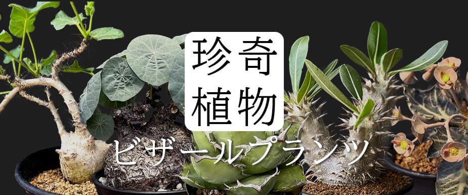 
珍奇植物ビザールプランツ