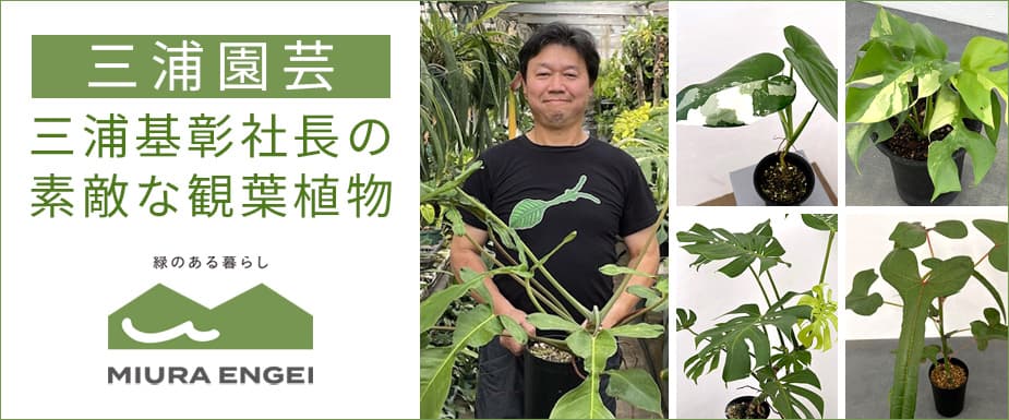 
三浦基彰社長の素敵な観葉植物