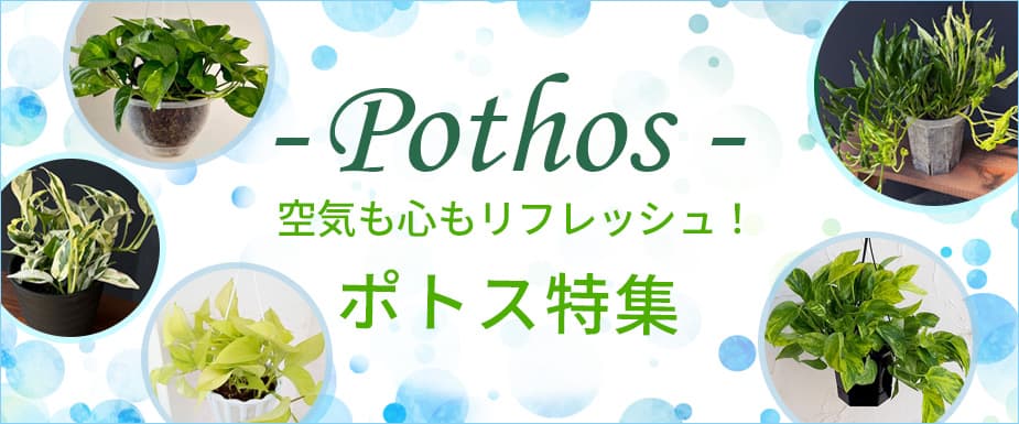 

空気も心もリフレッシュ！ポトス特集