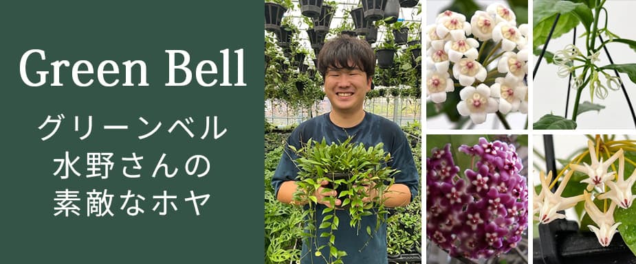 
グリーンベル水野さんの素敵なホヤ
