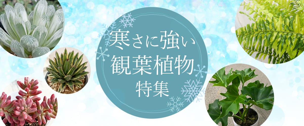 超特価！園芸ネットスーパーセール！！