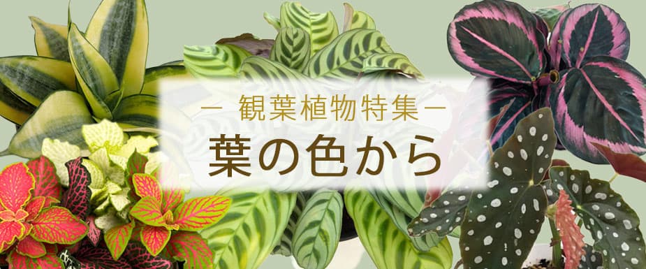 葉の色から