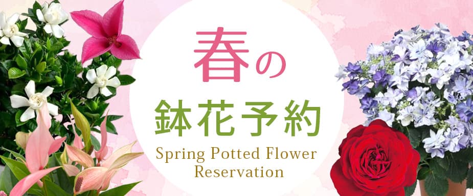 
春の鉢花予約