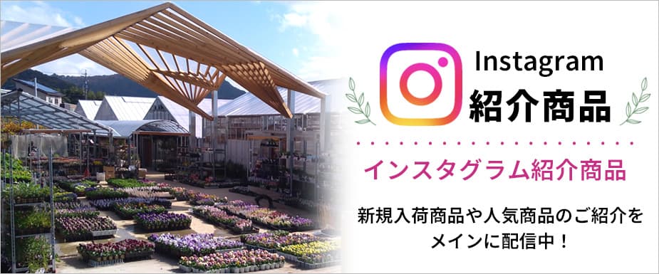 インスタライブ紹介商品