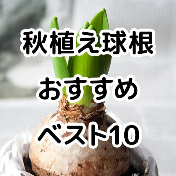 秋植え球根おすすめベスト10