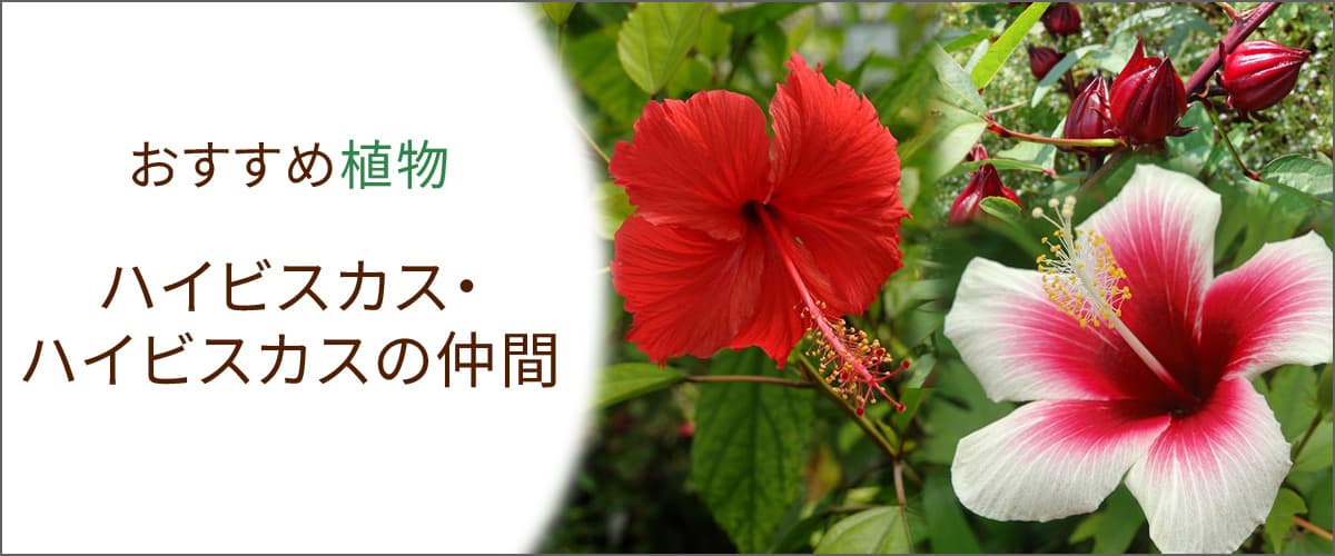 ハイビスカス・ハイビスカスの仲間
