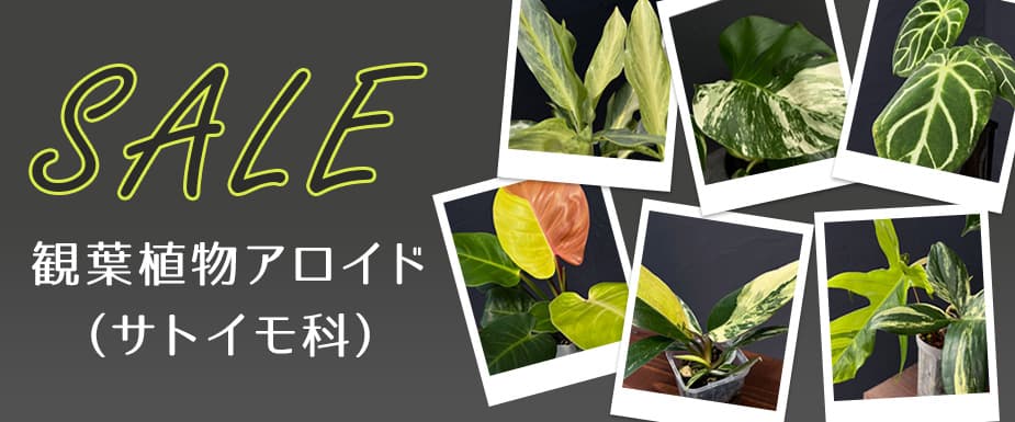 観葉植物アロイド（サトイモ科）セール