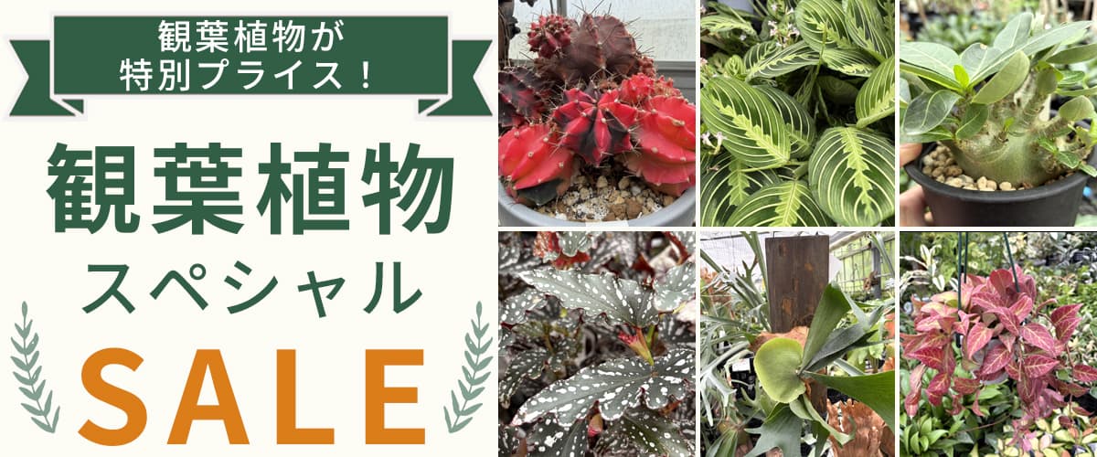 
観葉植物スペシャルSALE！！