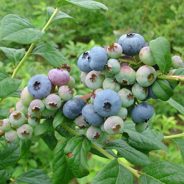 ブルーベリー（ハイブッシュ系）：ブルーレイ5号ポット＊