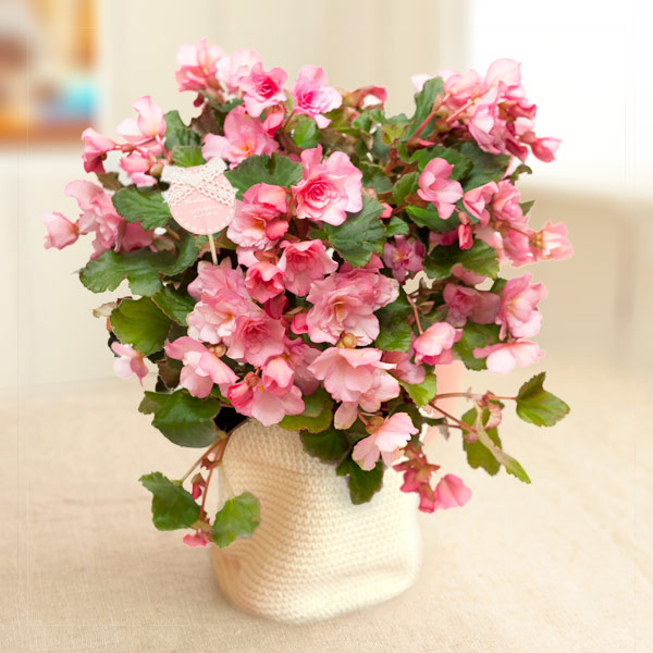 w*可様 19 S&P ベゴニア ピンク斑入り No ID 'ピンクシュガー' w*可様