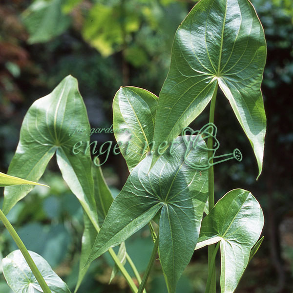 クワイ3.5号ポット