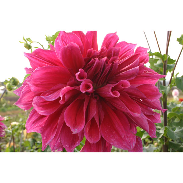 [26年3月中下旬予約]ダリアの球根：（超巨大輪）エモリーポール
