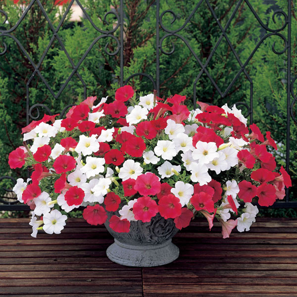 ペチュニア：サルサミックス レッド＆ピュアホワイト3.5号ポット 3株セット