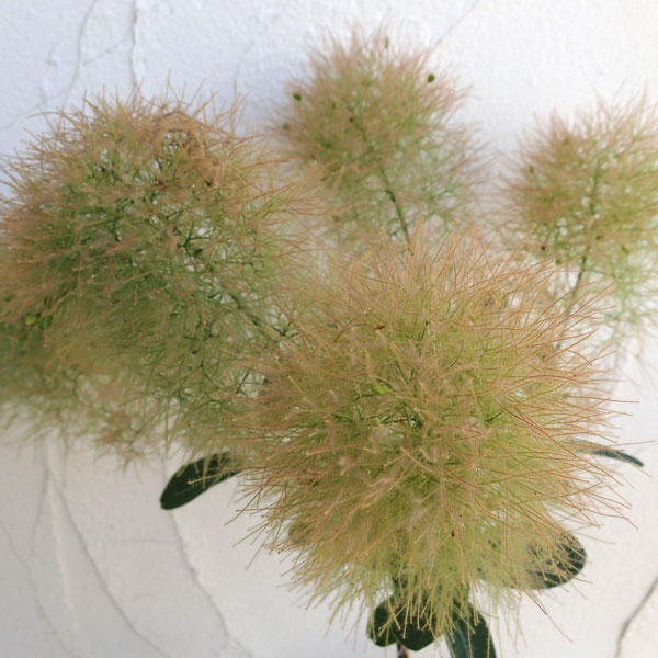 スモークツリー：ヤングレディ 5号鉢植え の通販 | 園芸ネット