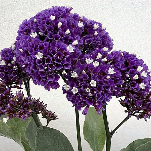 リモニューム：ペレジー3-3.5号ポット 3株セット