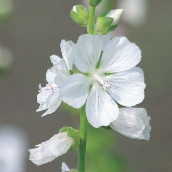 シダルセア：ビアンカタ3.5号ポット 12株セット