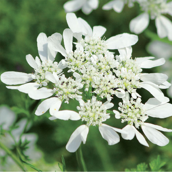 オルレア（オルレイヤ）3-3.5.5号ポット 12株セット*