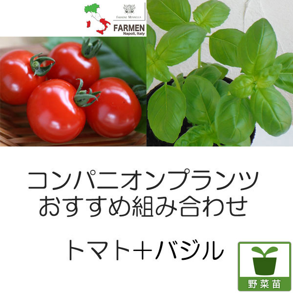 コンパニオンプランツ栽培セット：生食用イタリアントマト・イタリアンレッドとバジル