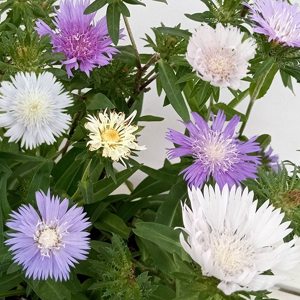 ストケシア（瑠璃菊）花色ミックス3.5号ポット