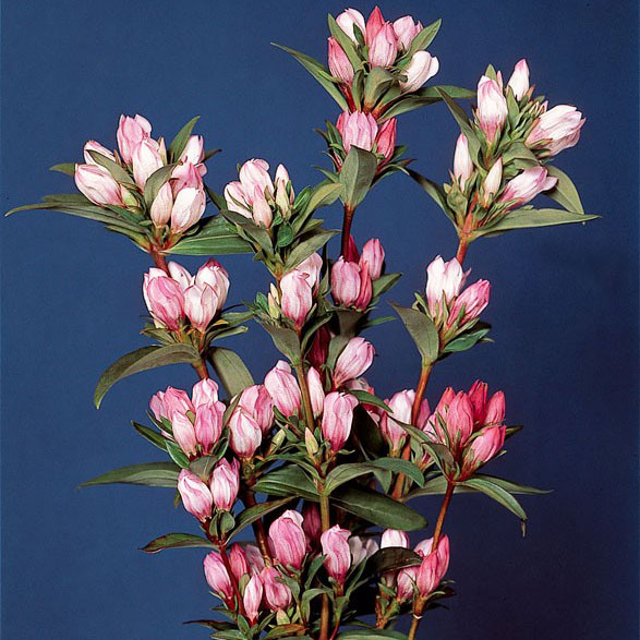 高性リンドウ：桃花3号ロングポット