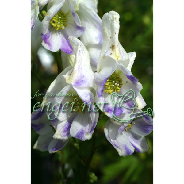 トリカブト（アコニタム）：二色咲トリカブト3～3.5号ポット