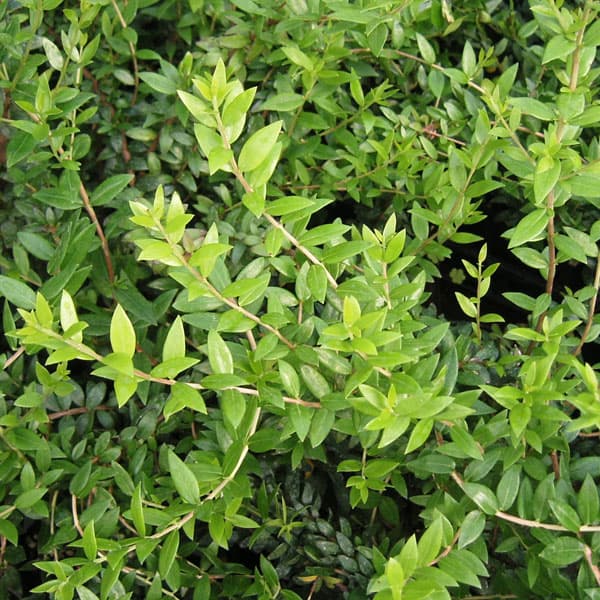 [26年3月中下旬予約]マートル（ギンバイカ・銀梅花）：小葉（コバ）4.5号ポット