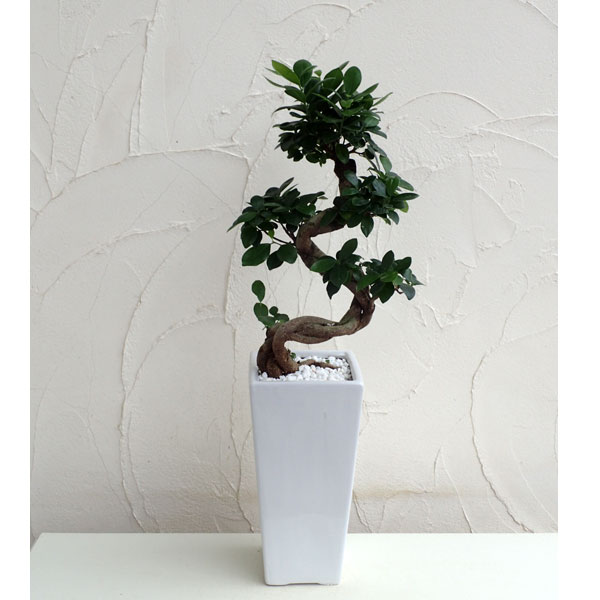 園芸ネット本店｜ガジュマル7号白角陶器鉢植え（曲りタイプ） の通販