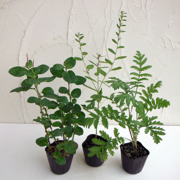 染色に使われる植物の苗3品種セット（タデアイ・日本ムラサキ・タンジー）