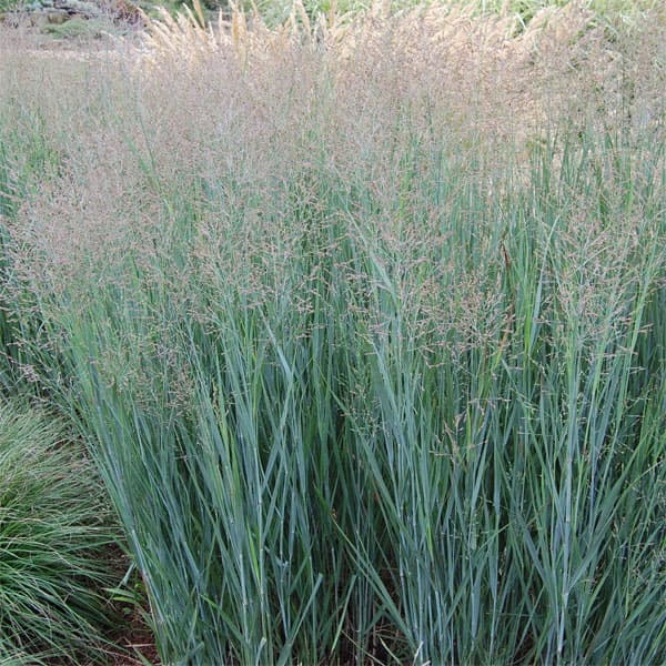 [26年2月中下旬予約]パニカム：ヘビーメタル5号ポット