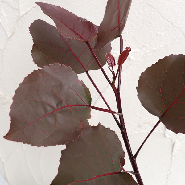 ポプラ：パープルタワー4号ポット