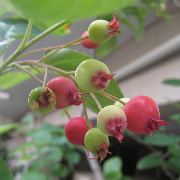 ジューンベリー：プリンスウィリアム4.5号ポット