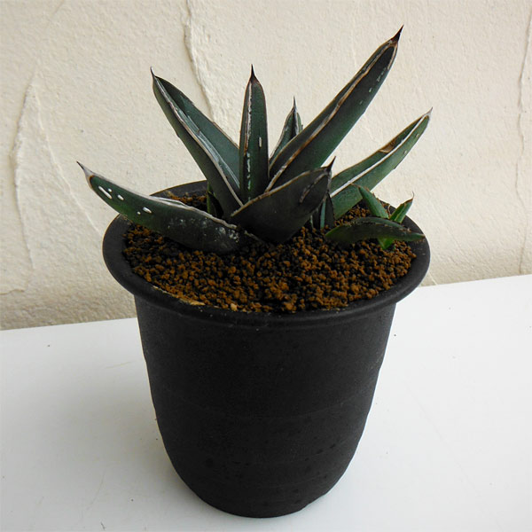 アガベ：ニッケルシー笹吹雪　3号鉢植え