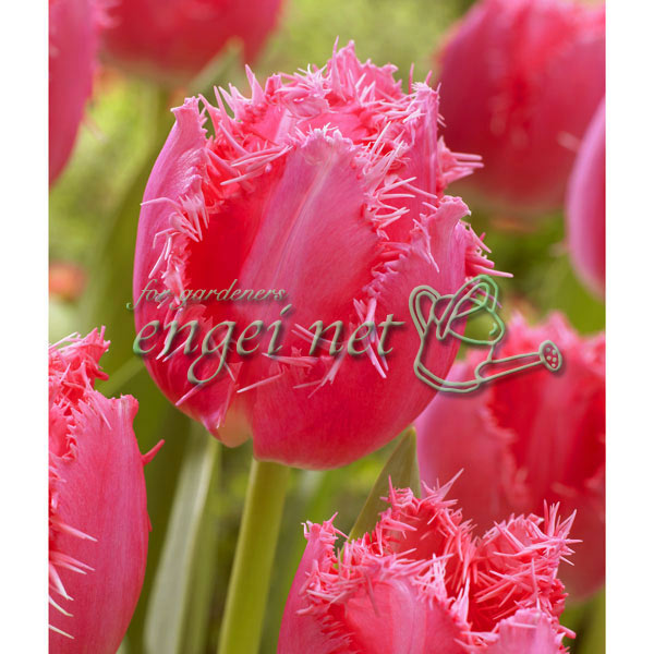 球根】チューリップ そろい咲 ミックス 20球 お得用パック