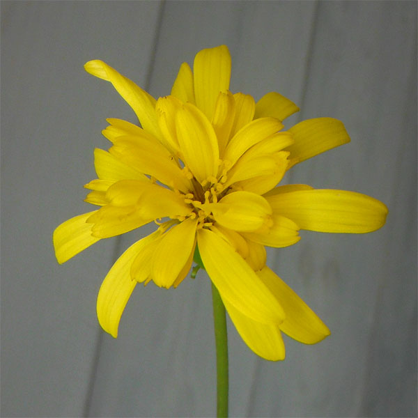 ツワブキ：八重咲つわぶき5号鉢植え