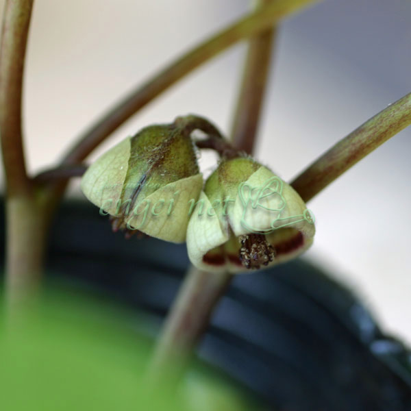 フタバアオイ：白花 3号ポット