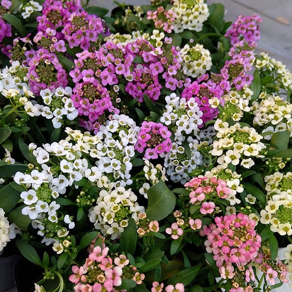 アリッサム（スイートアリッサム）：アルール花色ミックス植え3.5号ポット