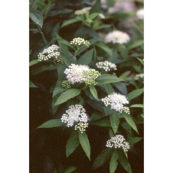 シモツケ：白花シモツケ4号ポット