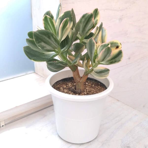 カゲツ（花月）：花月錦 　4号鉢入り