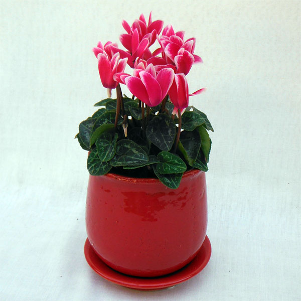 園芸ネット本店｜シクラメン：メティスファンタジアブライトフクシア