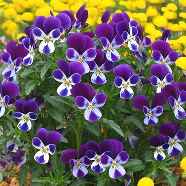 ビオラ：ブルーラビット3.5号ポット 3株セット