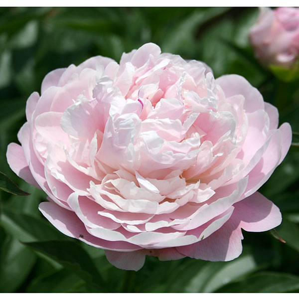 [26年2月中下旬予約]シャクヤク（芍薬）：滝の粧（たきのよそおい）7号ポット