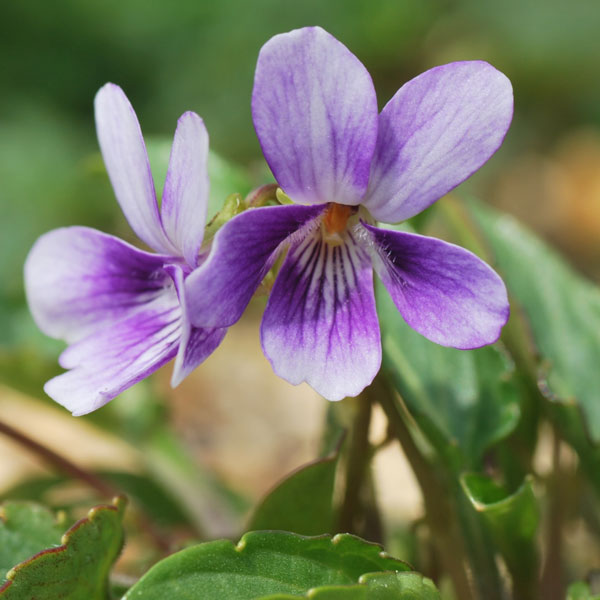 [26年1月中下旬予約]スミレ：アツバスミレ紅花2.5号ポット